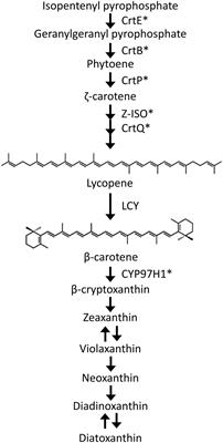 Suppression of the Lycopene Cyclase Gene Causes Downregulation of Ascorbate Peroxidase Activity and Decreased Glutathione Pool Size, Leading to H2O2 Accumulation in Euglena gracilis